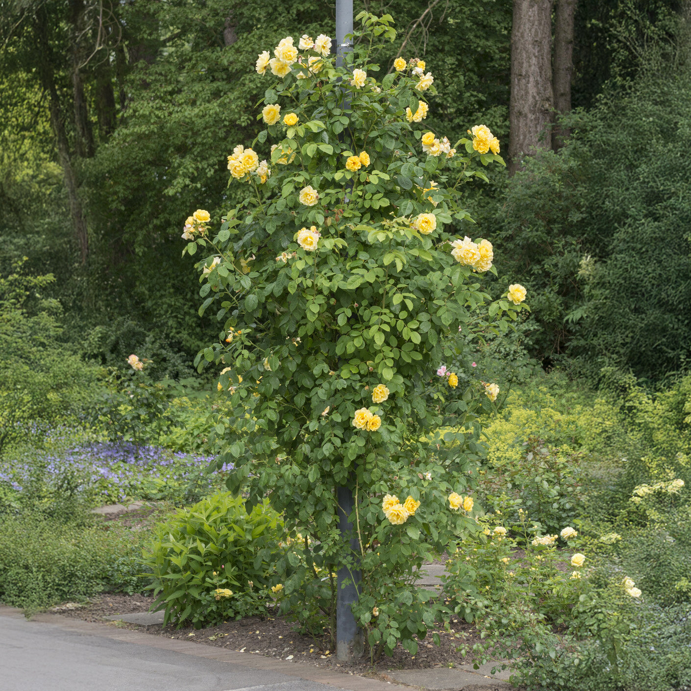 Bakker Rosier Golden Gate Korgolgat grimpant racine nue