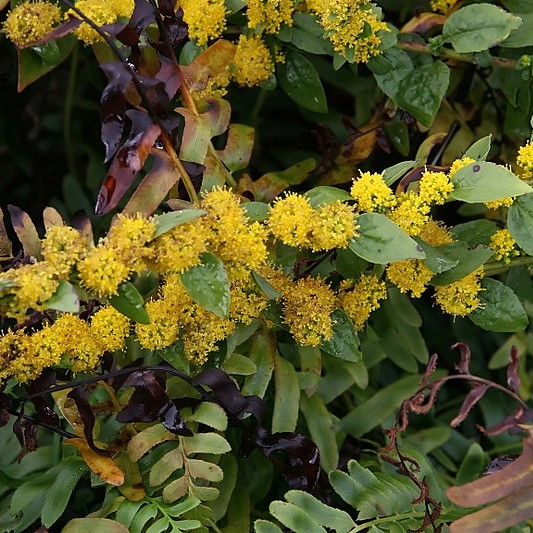 Passion Vivaces Solidago sphacelata Golden Fleece plante vivace