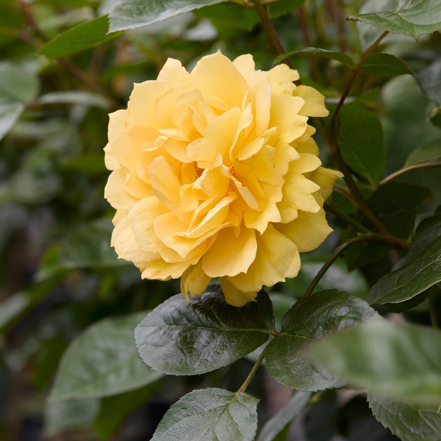 Bakker Rosier Bahama Intercomham rosier racine nue jaune parfumé