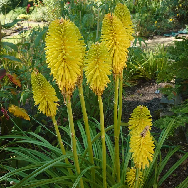 Passion Vivaces Kniphofia Limelight plante vivace pot 1L jaune