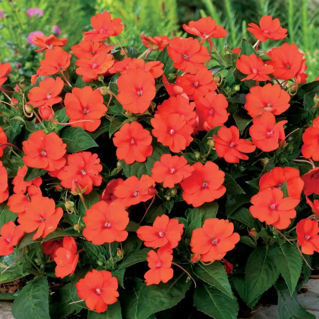 Bakker Sunpatiens orange vivace 3 pots 12cm soleil