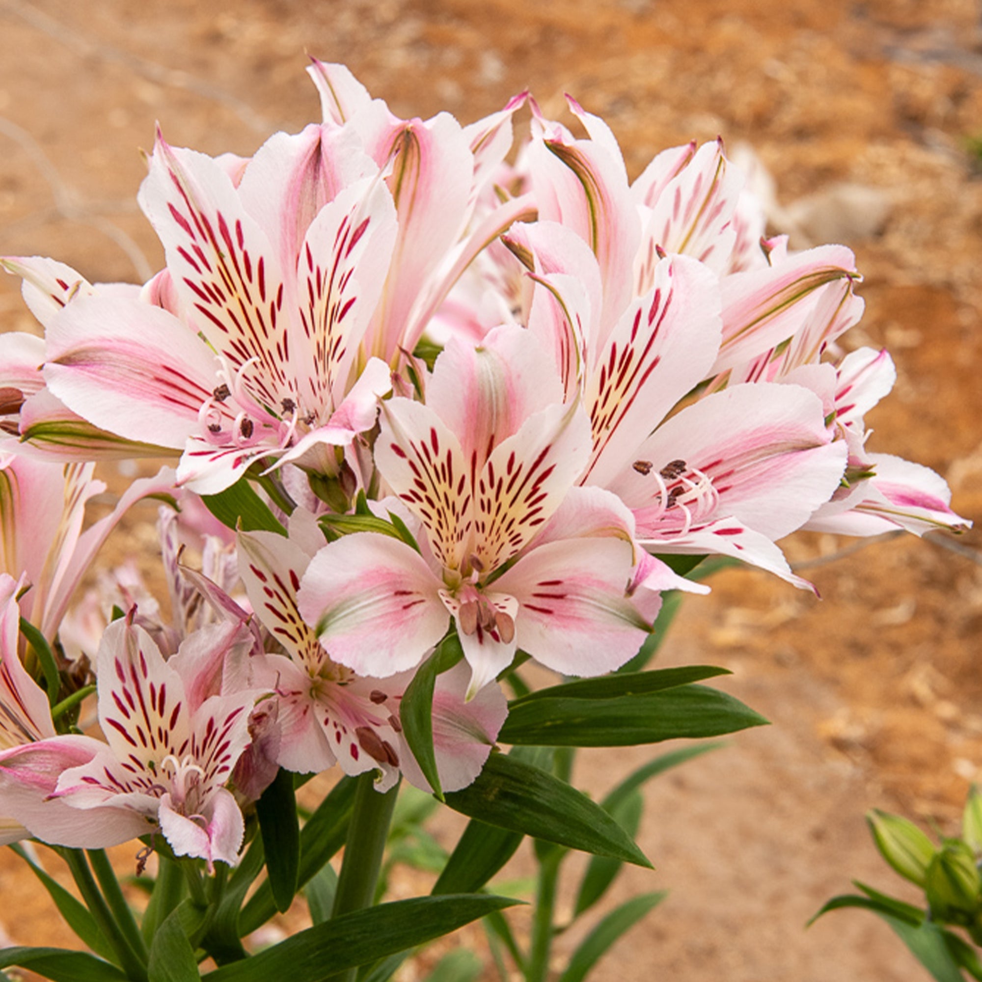 Bakker Plantes vivaces Alstroémère Béatrice pot rose