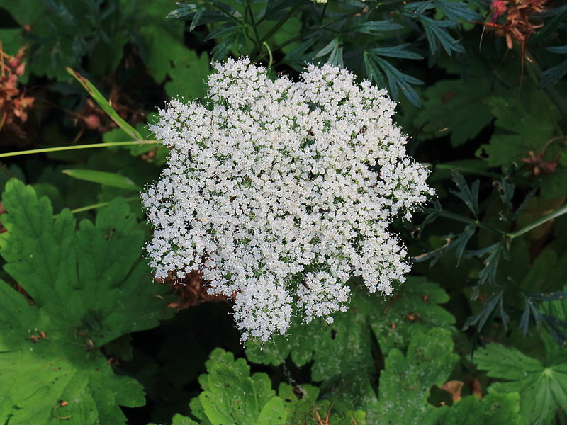 Passion Vivaces Cenolophium denudatum persil Baltique pot 1L