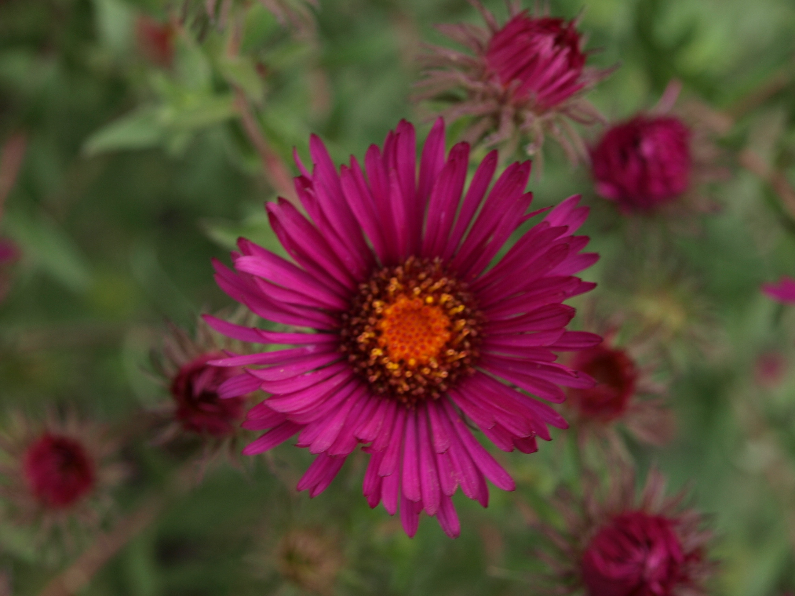 Passion Vivaces Aster September Ruby plante vivace godet carmin