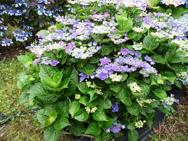 Les Hortensias du Haut Bois Gimpel hortensia macrophylla plates