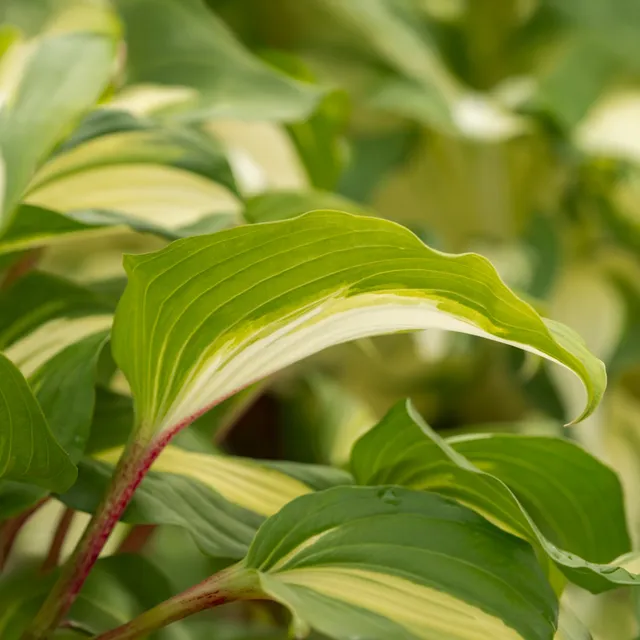 Bakker Hosta Raspberry Sundae vivace pot 9cm pétiole rose