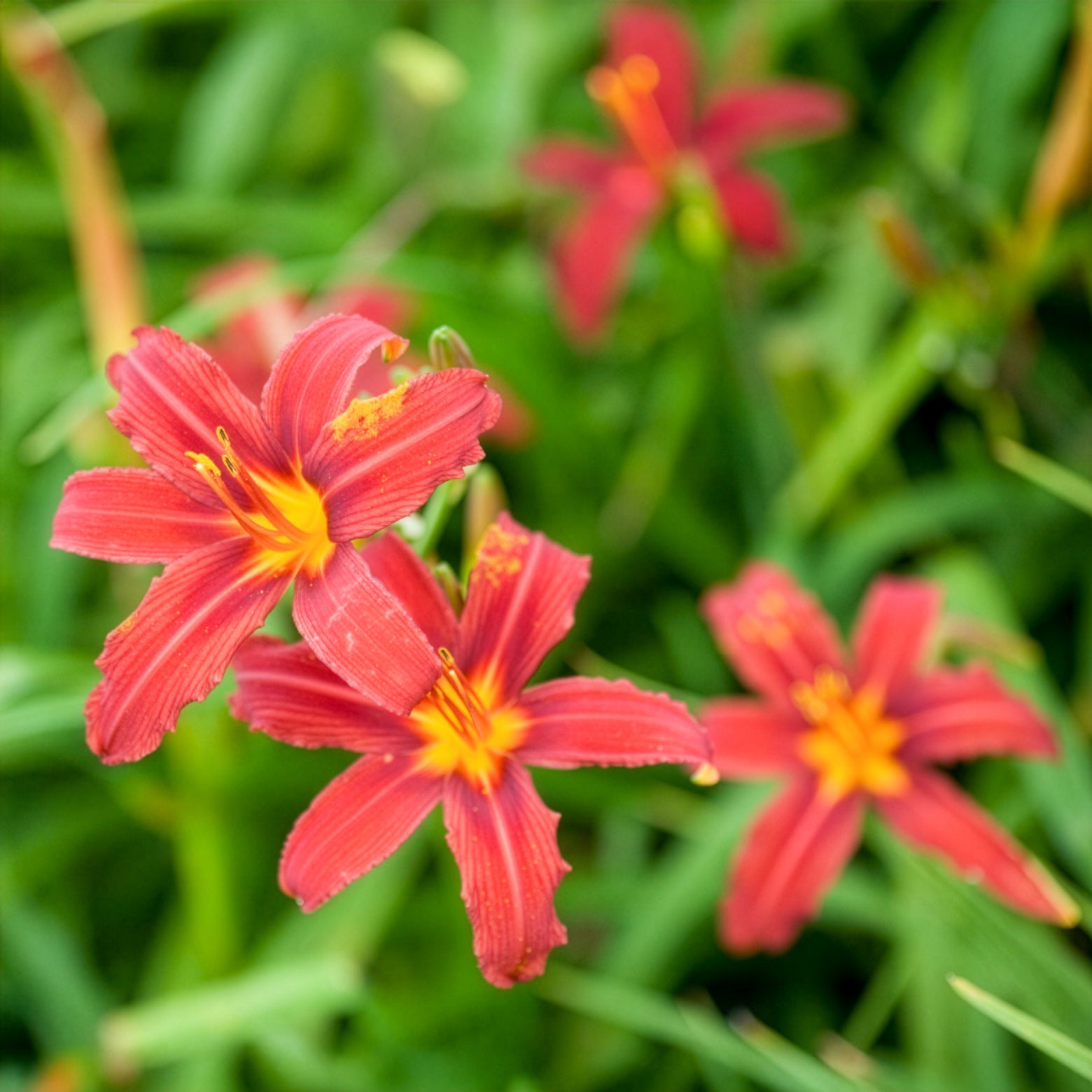 Bakker Hémérocalle Crimson Pirate vivace pot Ø 9cm rouge