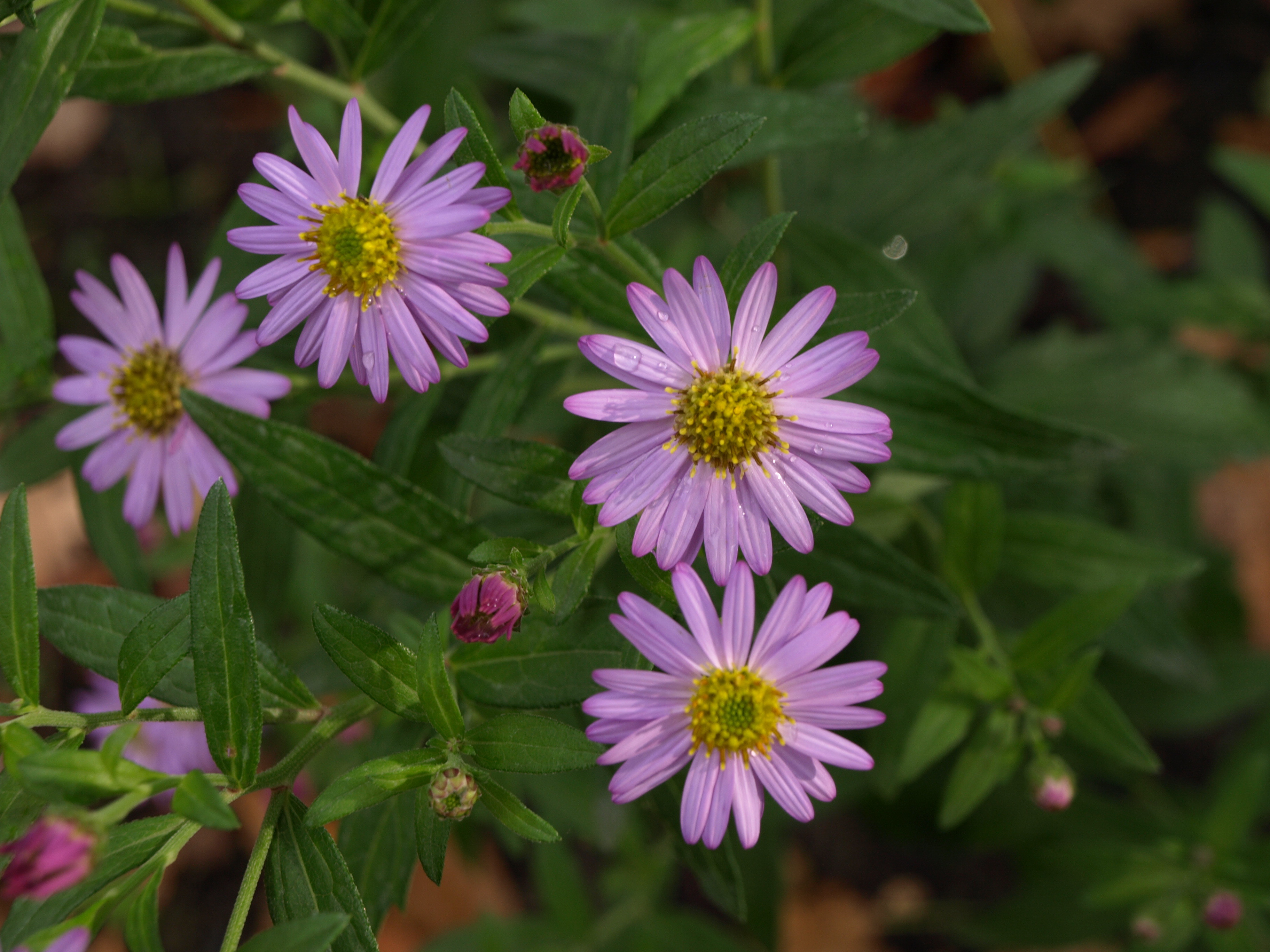 Passion Vivaces Aster ageratoides Ulma plante vivace rose bonbon godet