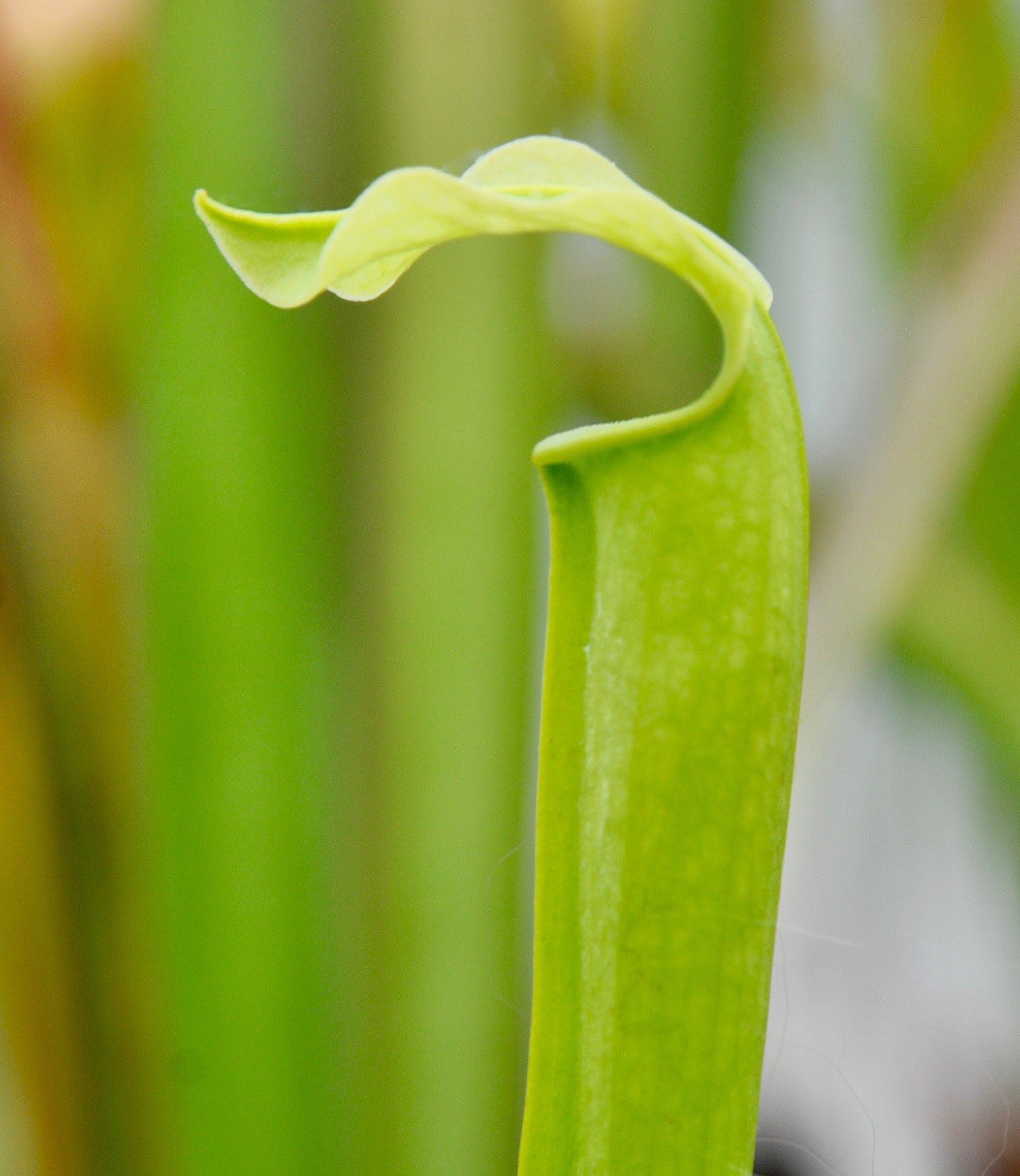 Carniflore Sarracenia rubra gulfensis luteoviridis plante 1 point