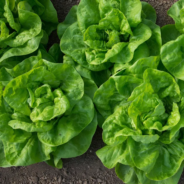 Bakker Laitue pommée Novappia 6 plants mottes croquante
