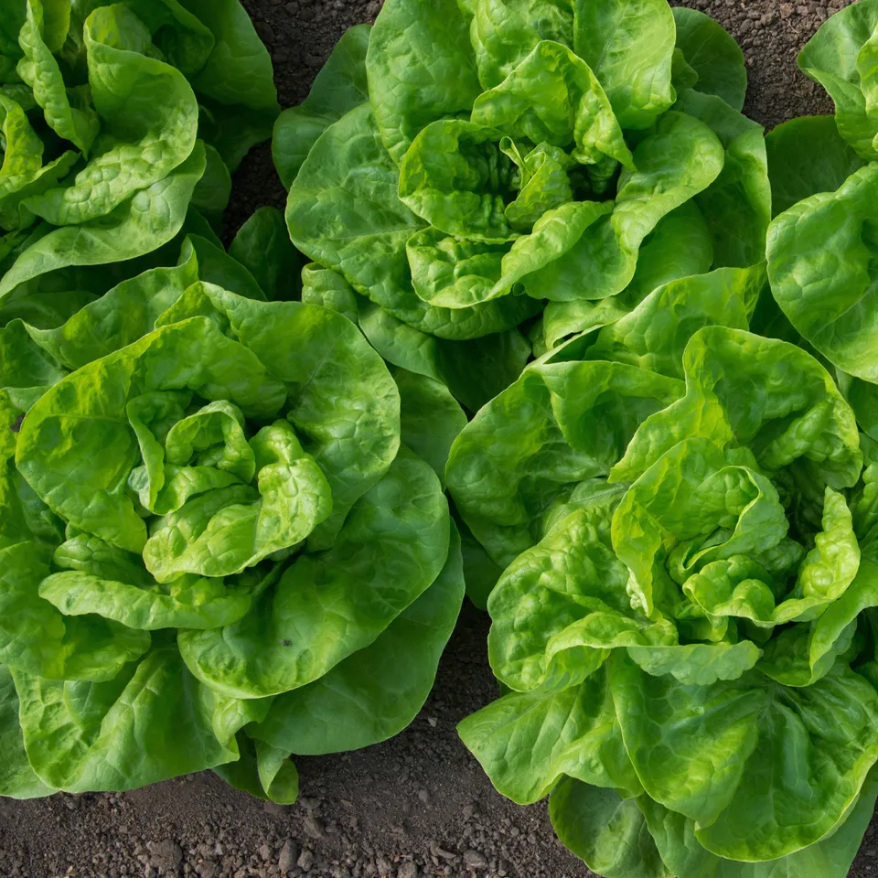 Bakker Laitue pommée Novappia 6 plants mottes croquante