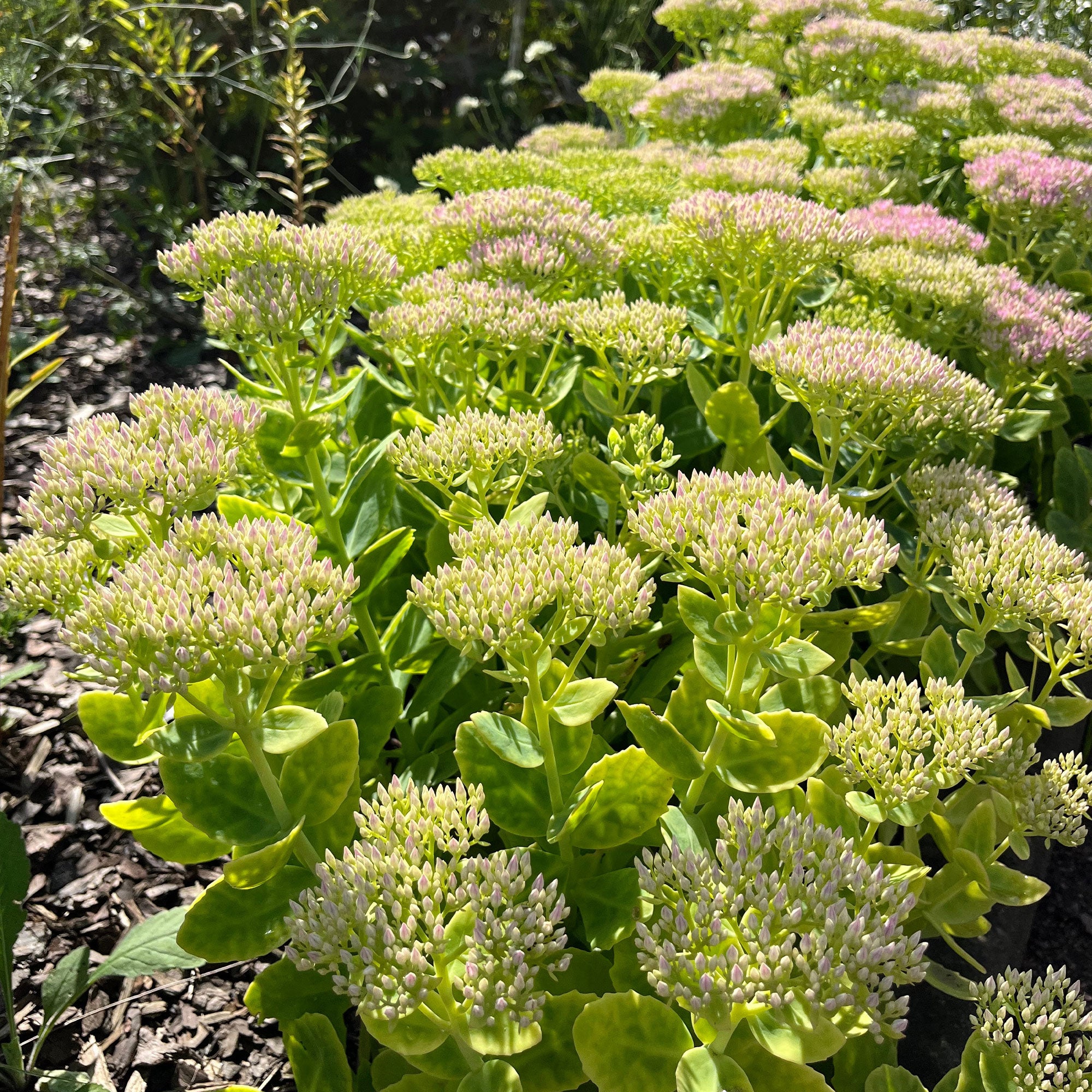 Bakker Sedum Brillant vivace pot 9cm rose