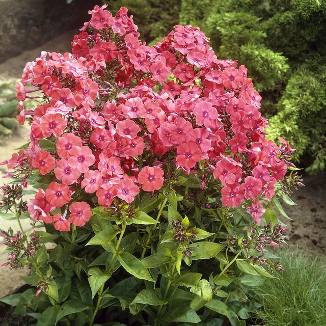 Bakker Orange Perfection phlox paniculé orange pot Ø 9 cm