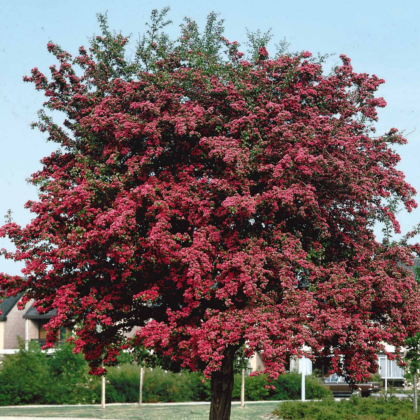 Bakker Aubépine rouge Paul Scarlet racine nue 60-80cm