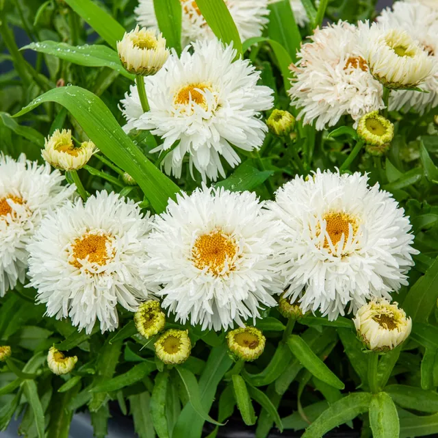Bakker Marguerite d'été Laspider vivace pot Ø9cm fleurs blanches