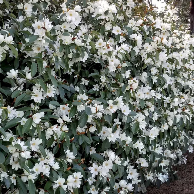 Bakker Magnolia Fairy White arbuste blanc pot 2L 20-30cm