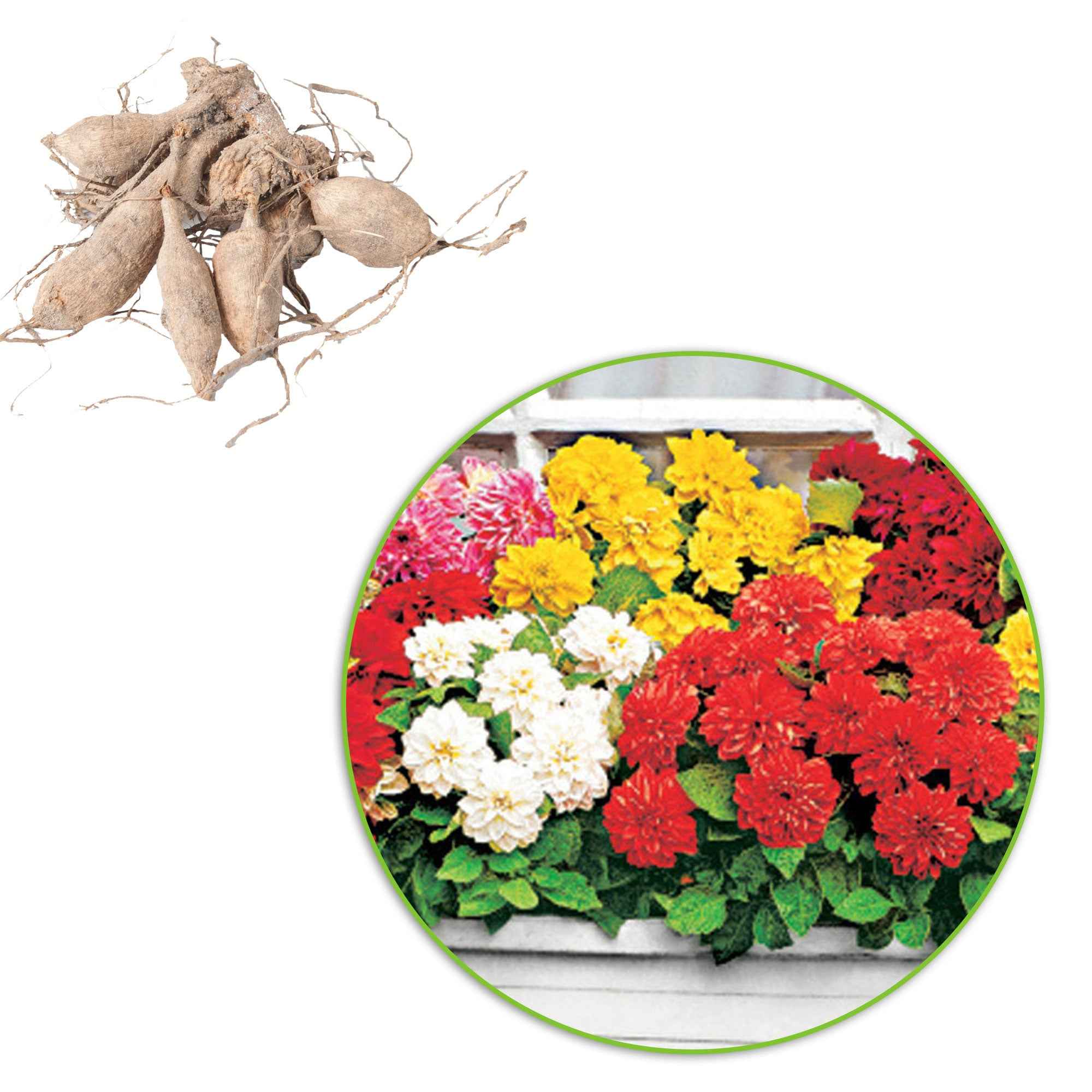 Bakker Dahlia GO GO bulbe 5 bulbes nain mélange couleurs
