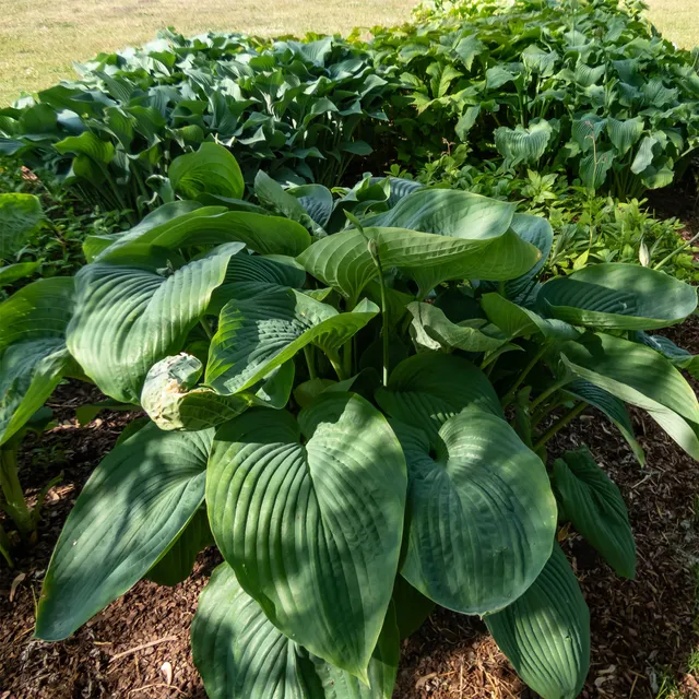 Bakker Hosta Empress Wu plante vivace pot 9cm géant ombre