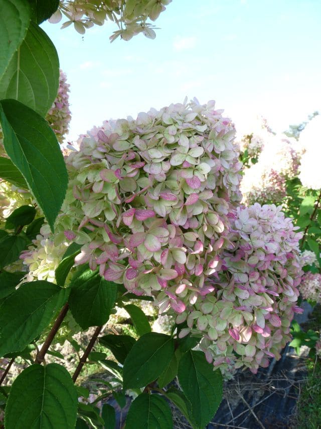 Les Hortensias du Haut Bois Lime Light hortensia tige panicule