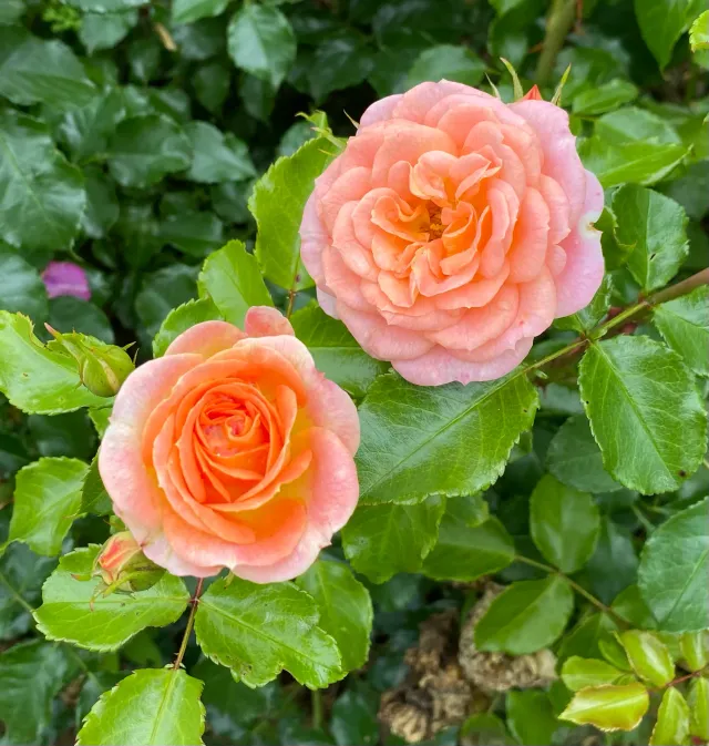 Michel Adam La Bintinais rosier buisson rose orangé