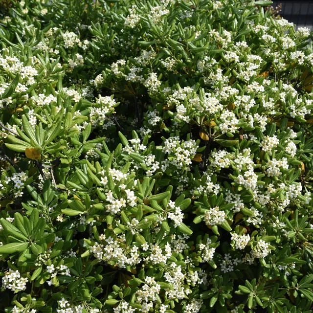 Bakker Pittosporum tobira arbuste pot 2L 25-30cm parfumé