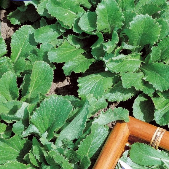 Bakker Navet Vert feuille de chou graines 8g