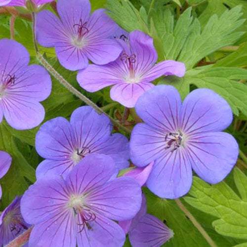 Bakker Géranium vivace Blue Sunrise fleur bleue pot 9cm