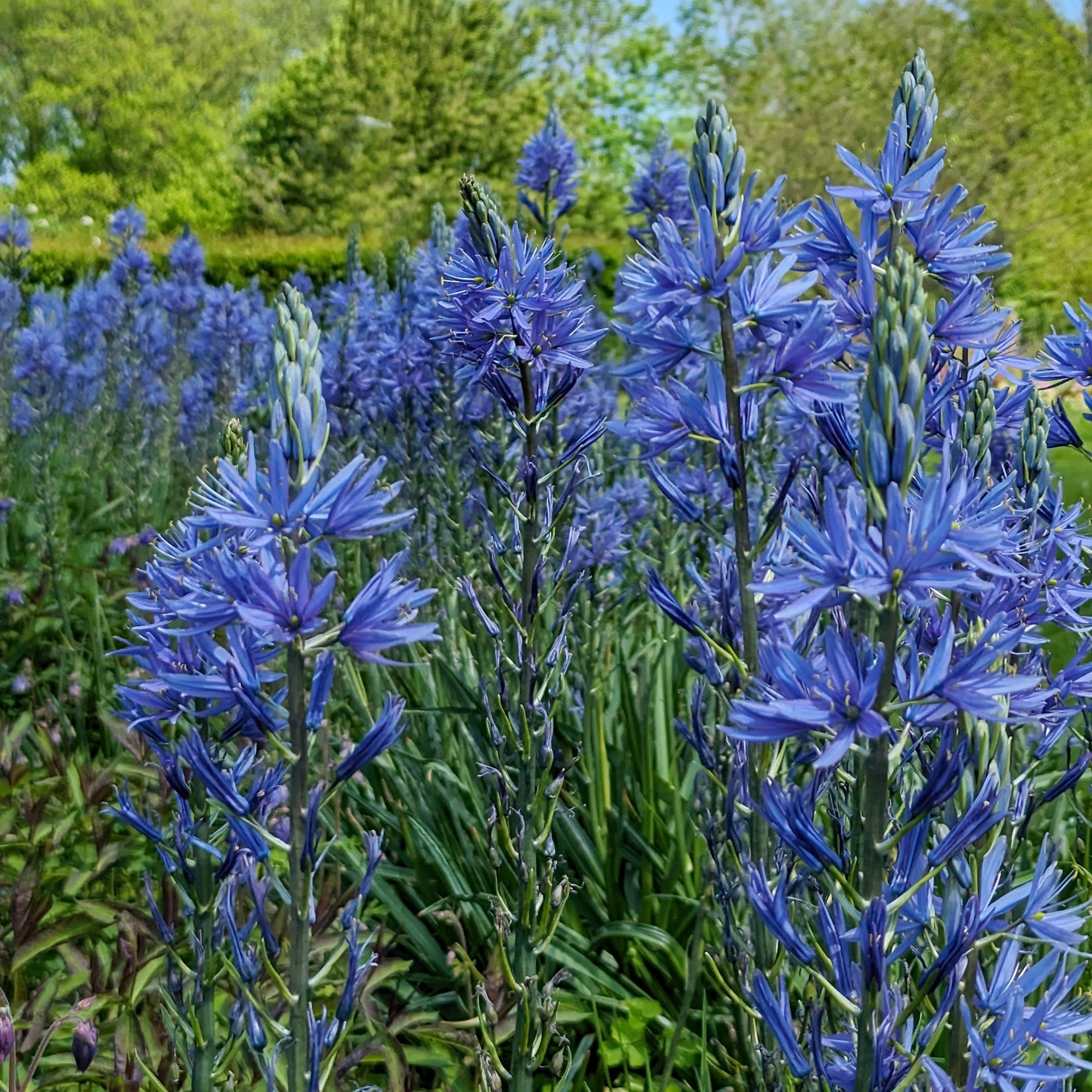 Bakker Camassies de Leichtlin à fleurs bleues bulbes 3 bulbes mellifère