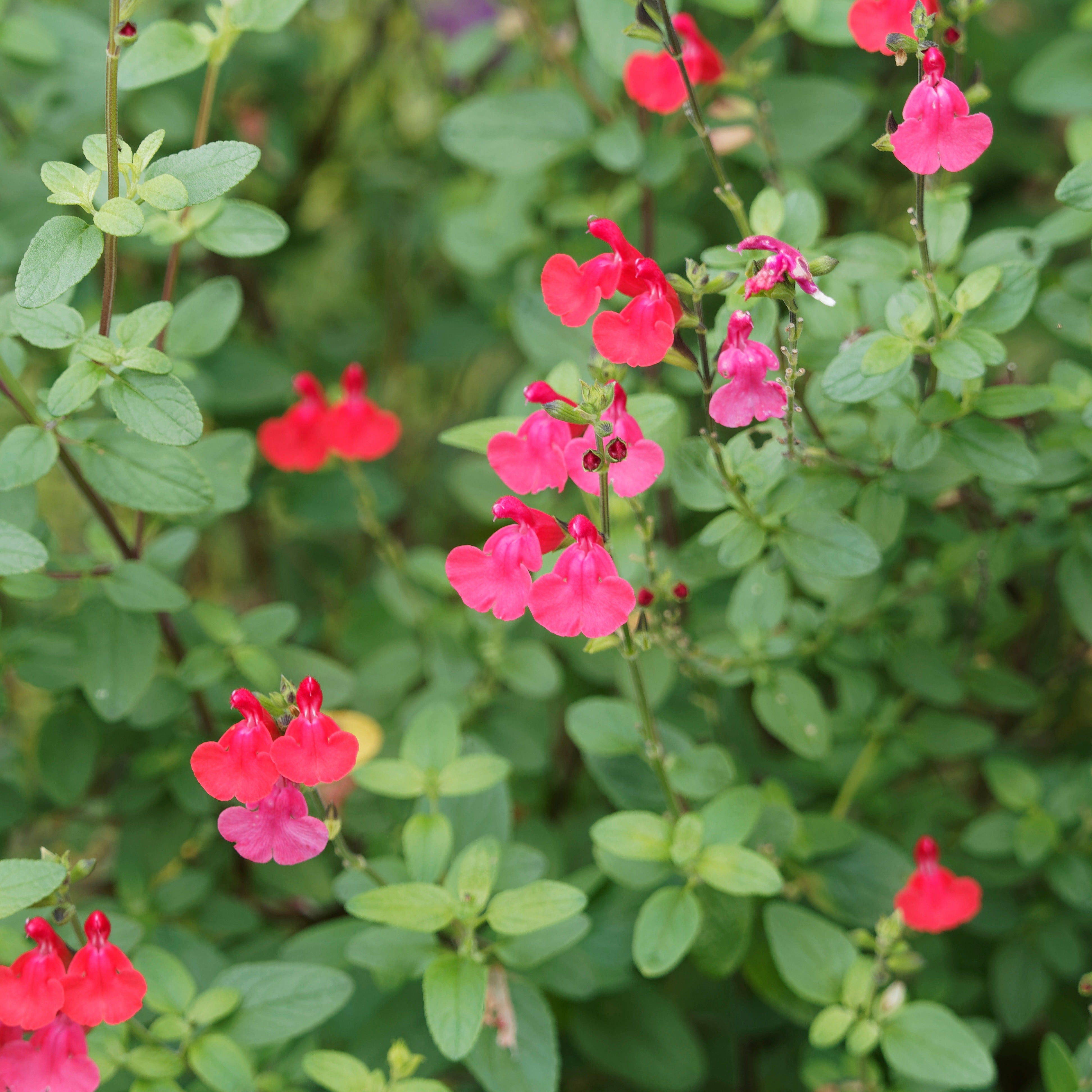Bakker Sauge Grahamii vivace pot 9cm rose parfumée