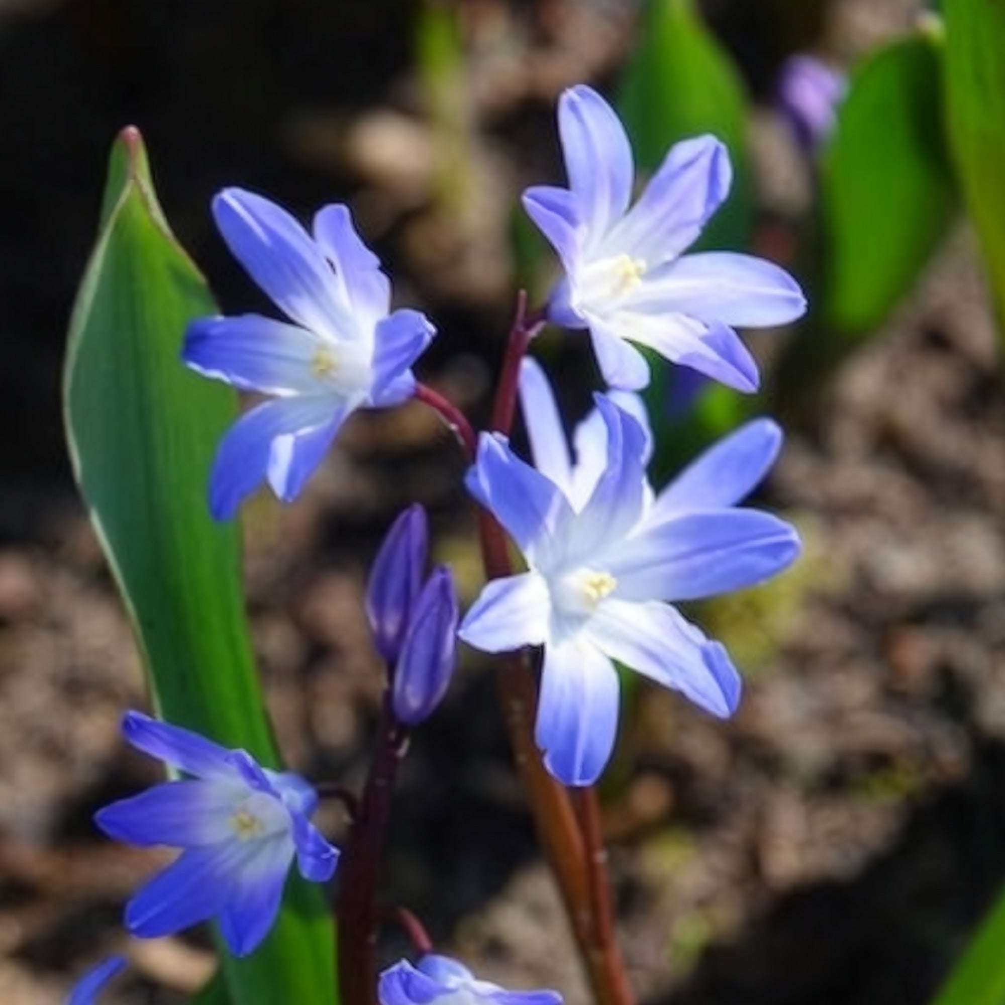 Bakker Bulbes à fleurs Gloire des Neiges Forbesii 20 bulbes bleus