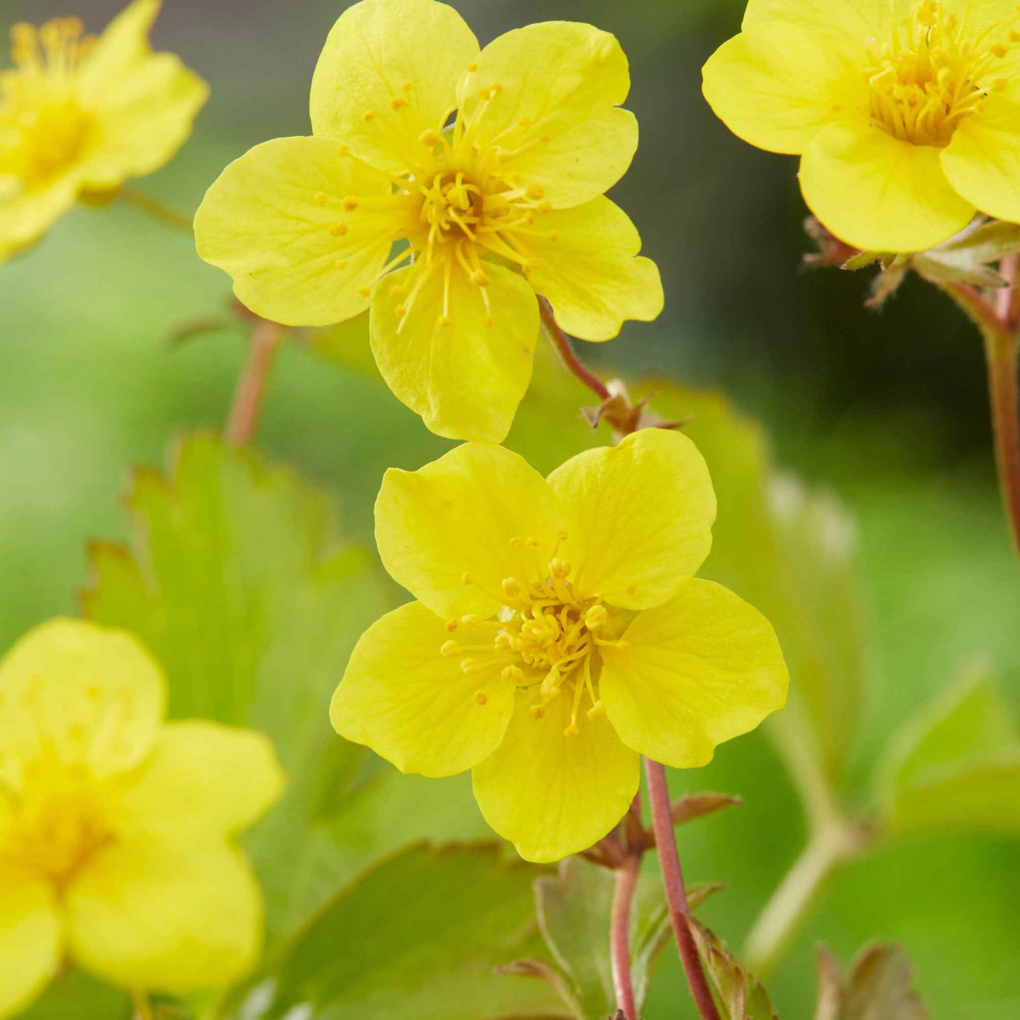 Bakker Waldsteinia ternata plante couvre-sol pot 9cm jaune