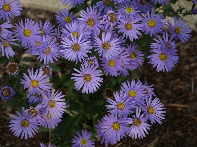 Passion Vivaces Aster amellus Dr Otto Petschek plante vivace godet bleu