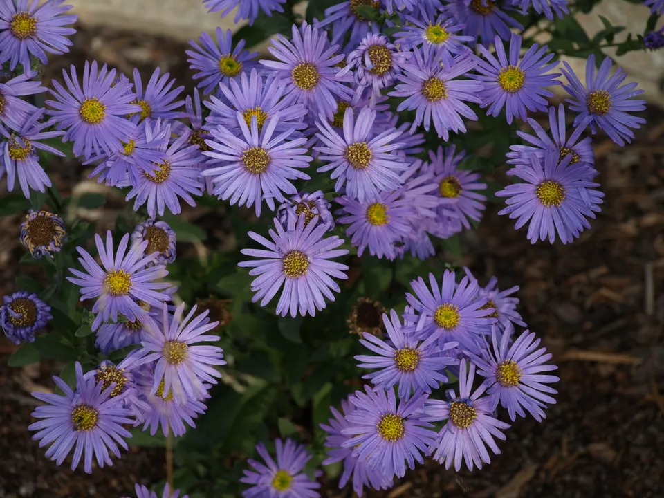 Passion Vivaces Aster amellus Dr Otto Petschek plante vivace godet bleu