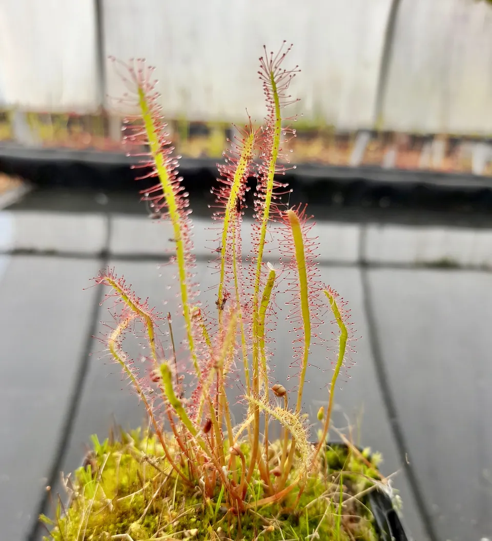 Carniflore Drosera x anfil plante carnivore pot 9cm hybride rustique