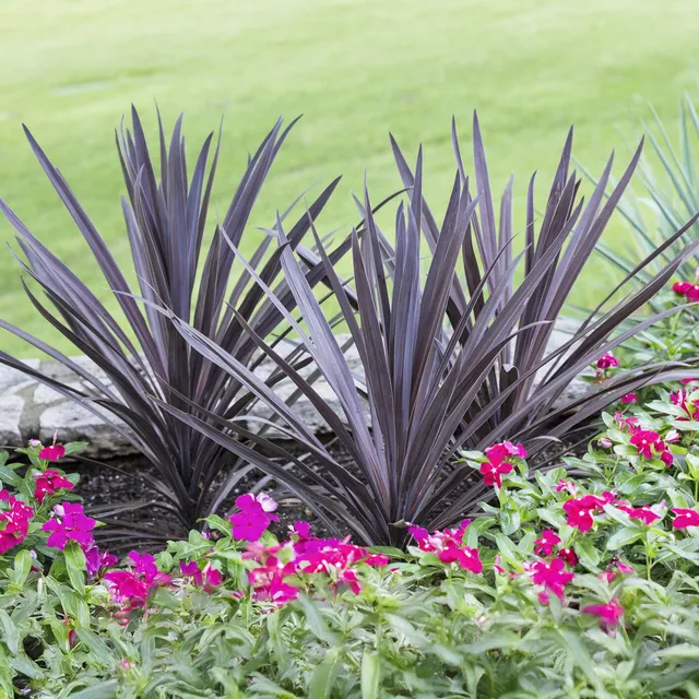 Bakker Cordyline Red Sensation arbuste rouge pot Ø 9 cm
