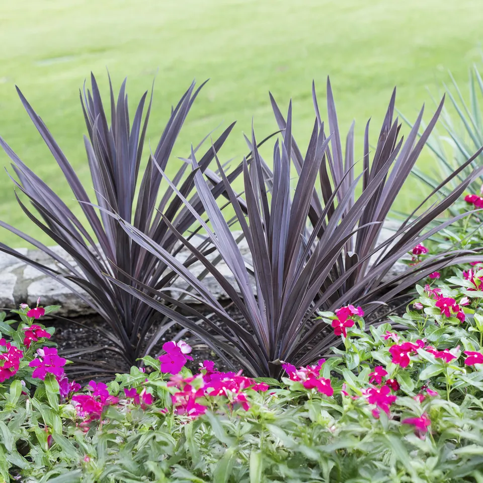 Bakker Cordyline Red Sensation arbuste rouge pot Ø 9 cm