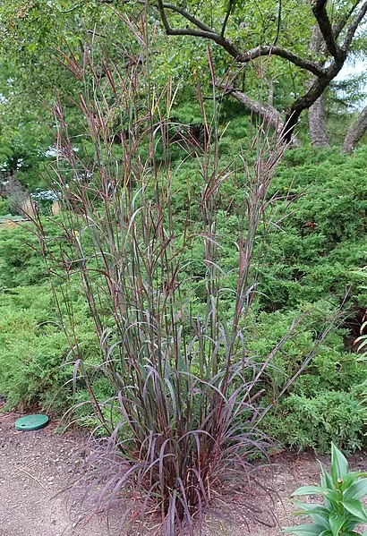 Passion Vivaces Andropogon gerardii Blackhawks graminée pot 1L pourpre