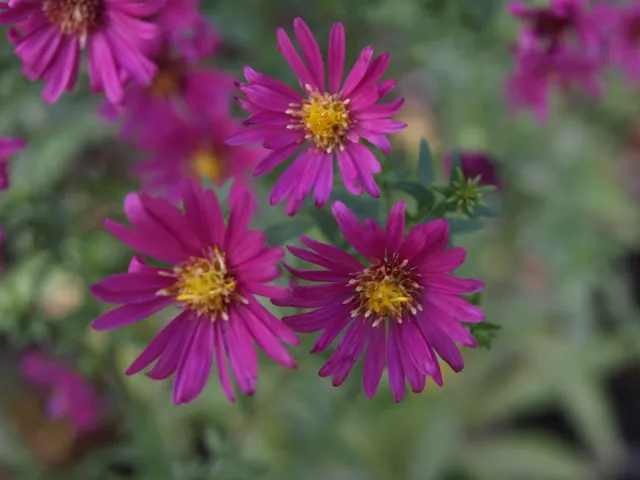 Passion Vivaces Aster novi belgii Red Star plante vivace godet bleu