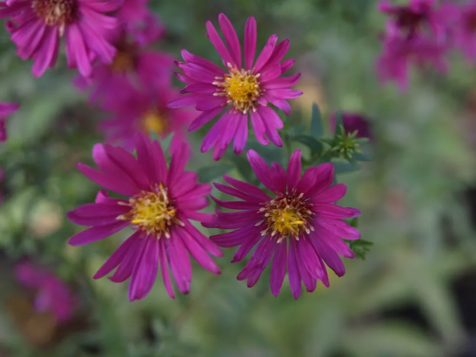 Passion Vivaces Aster novi belgii Red Star plante vivace godet bleu