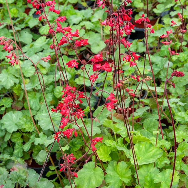 Bakker Heuchère Leuchtkäfer vivace pot 9cm fleurs rouges