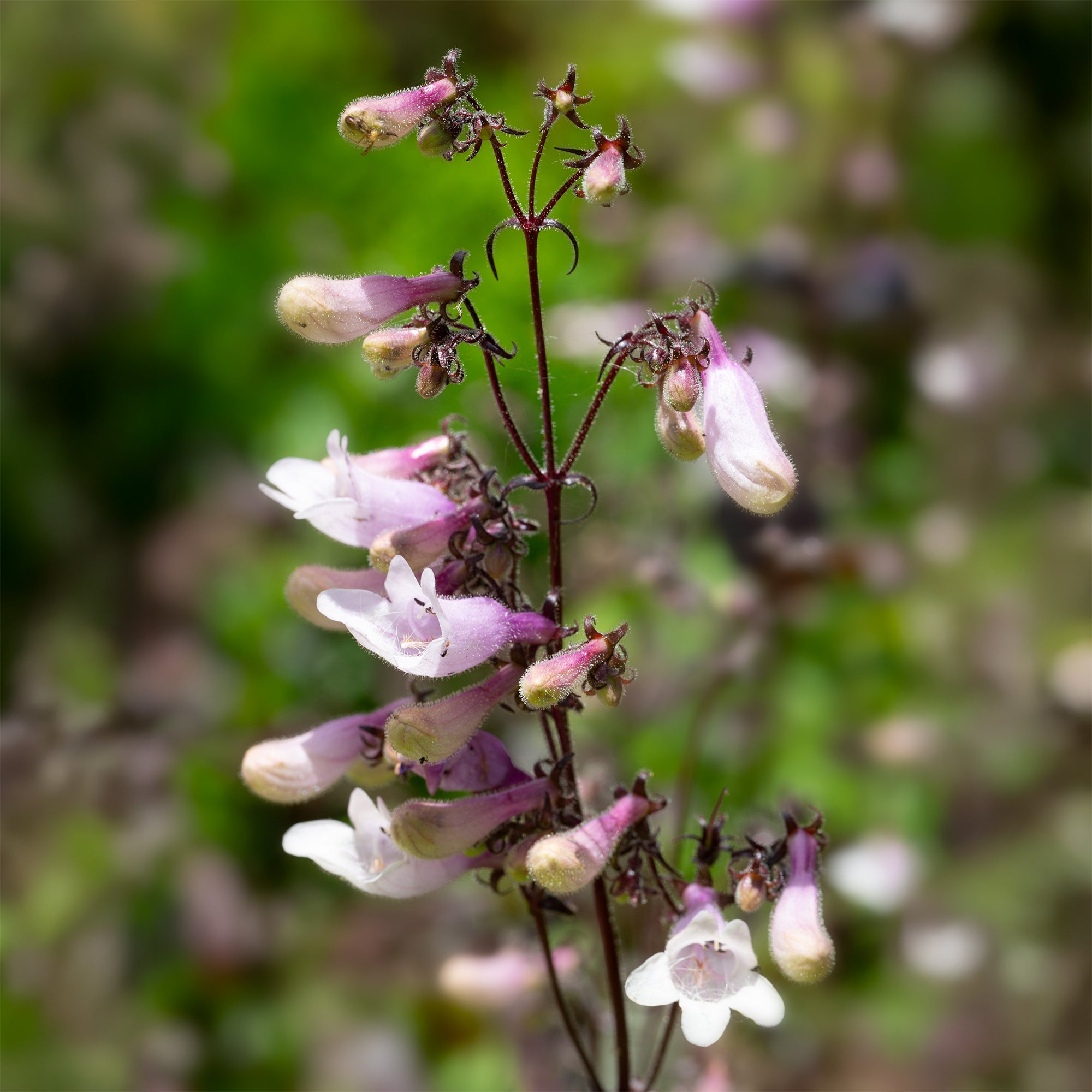 Bakker Galane Dark Towers penstemon vivace pot Ø 9 cm