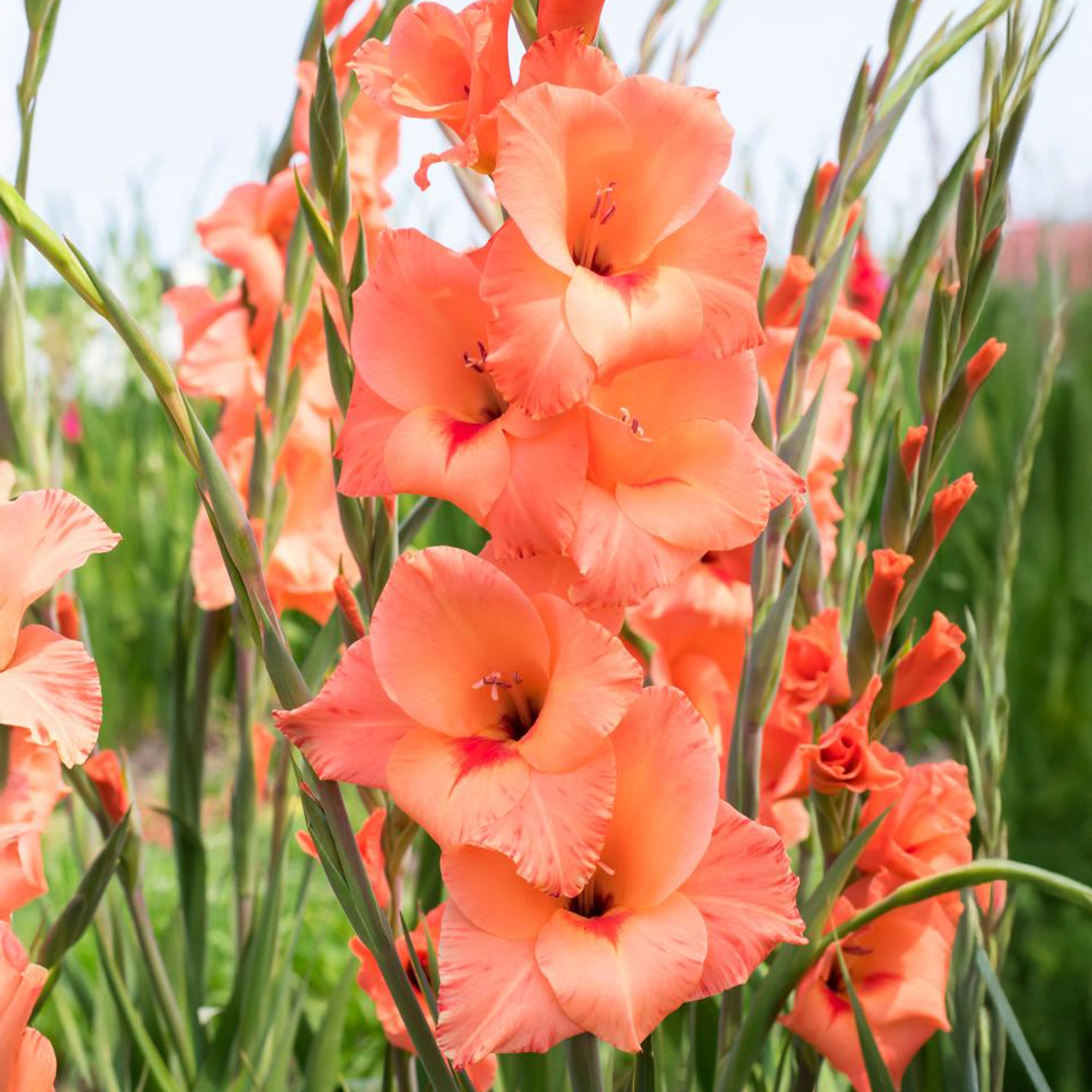 Bakker Bulbes à fleurs 25 Glaïeuls Peter Pears orange 12-14cm
