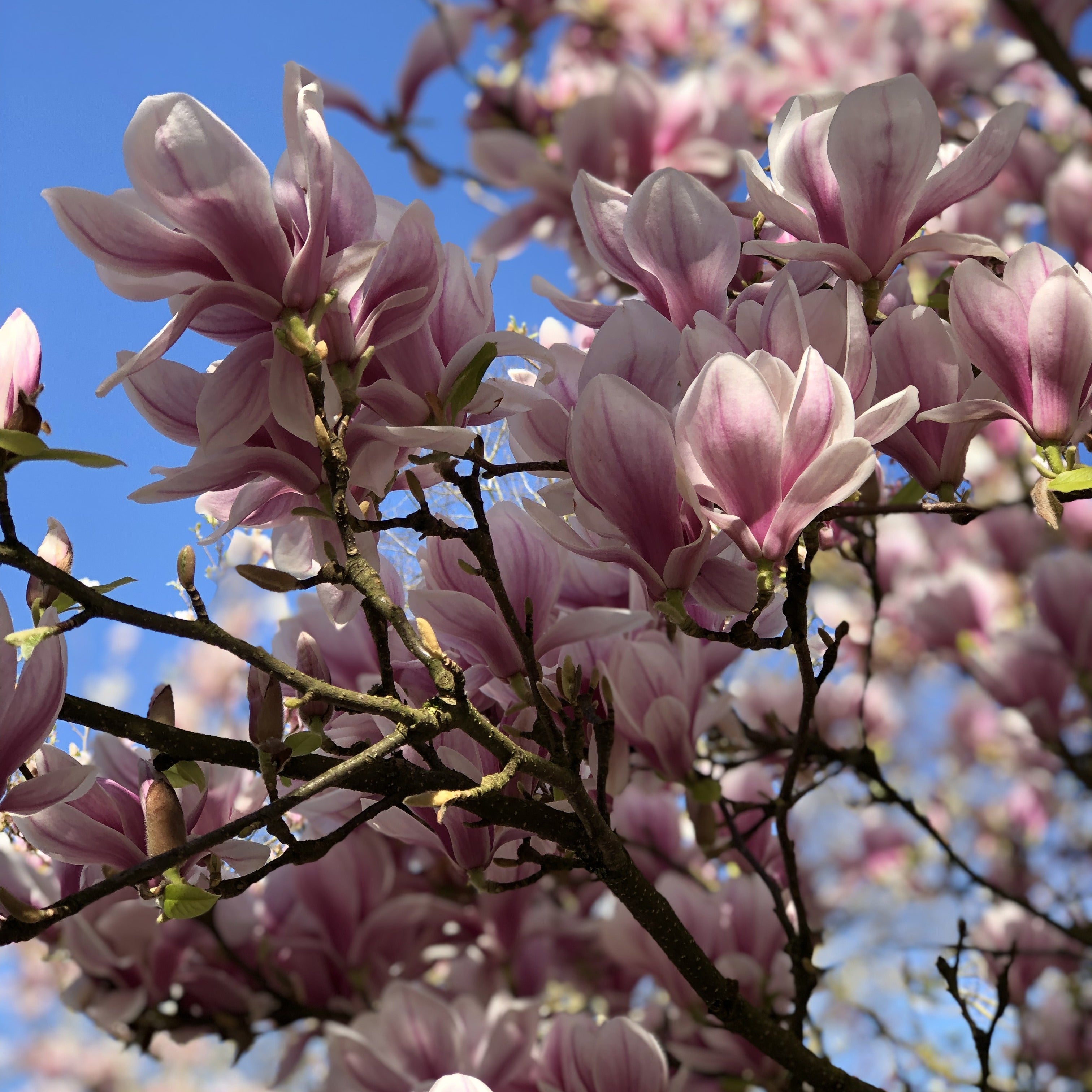 Bakker Magnolia de Soulange arbuste pot 3L 60-80cm rose