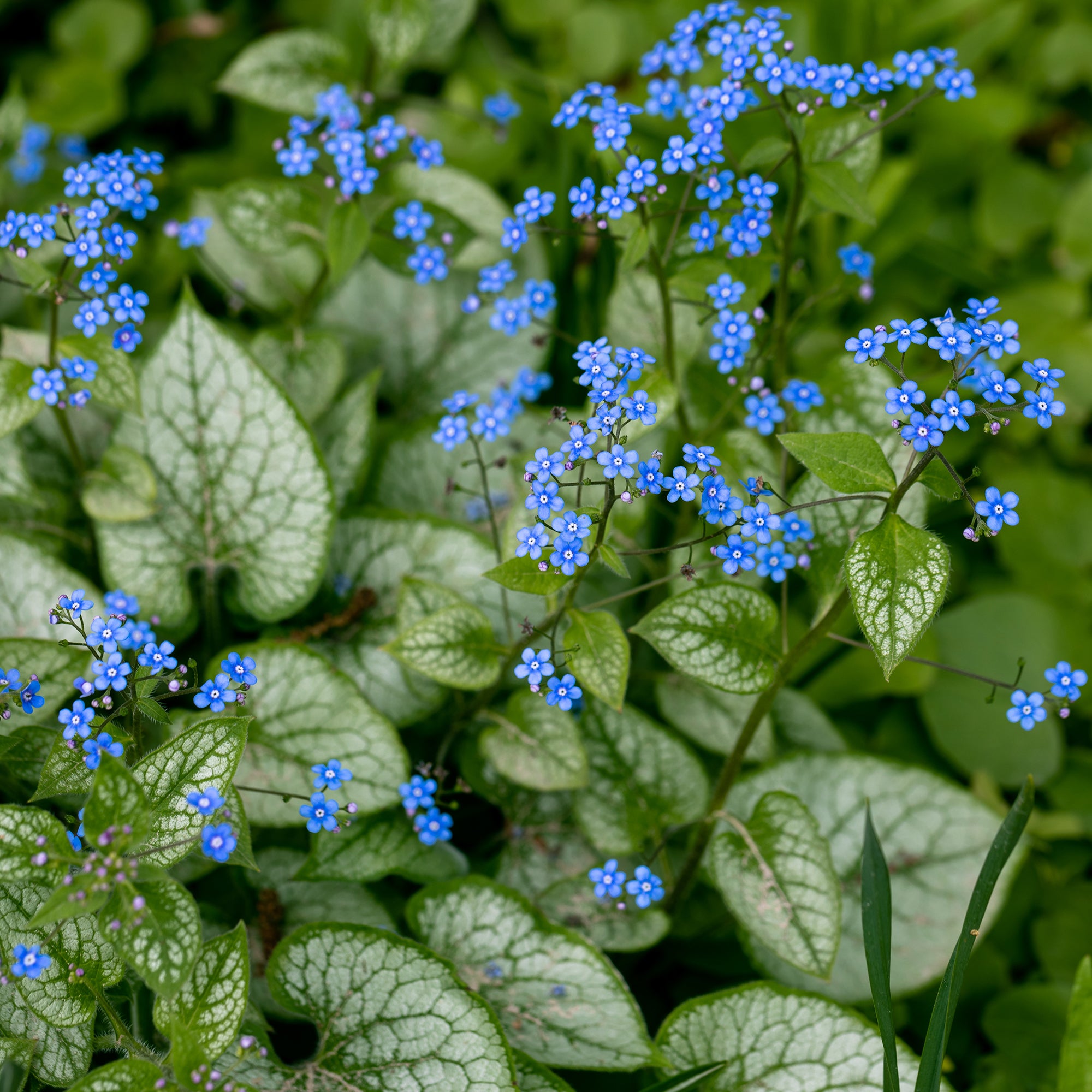 Bakker Jack Frost myosotis du Caucase pot Ø 9cm ombre