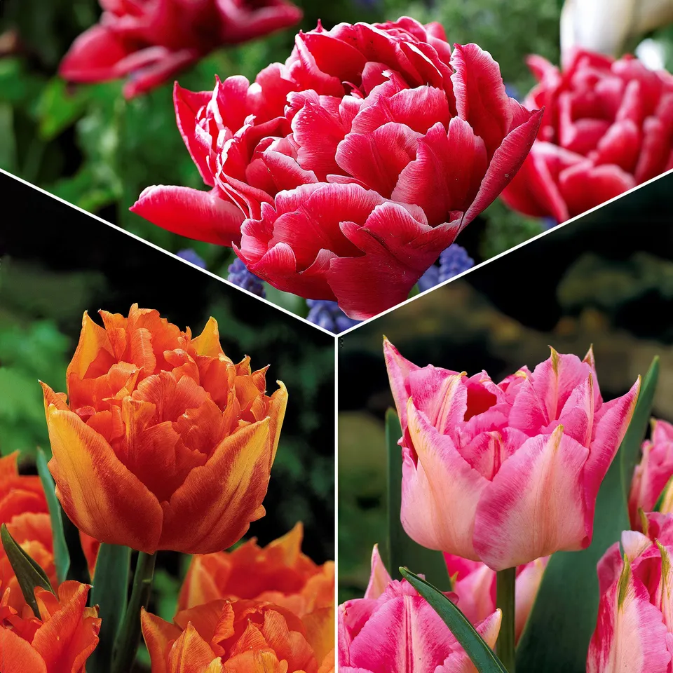 Bakker Murillo tulipes doubles sachet de 25 bicolores 30cm