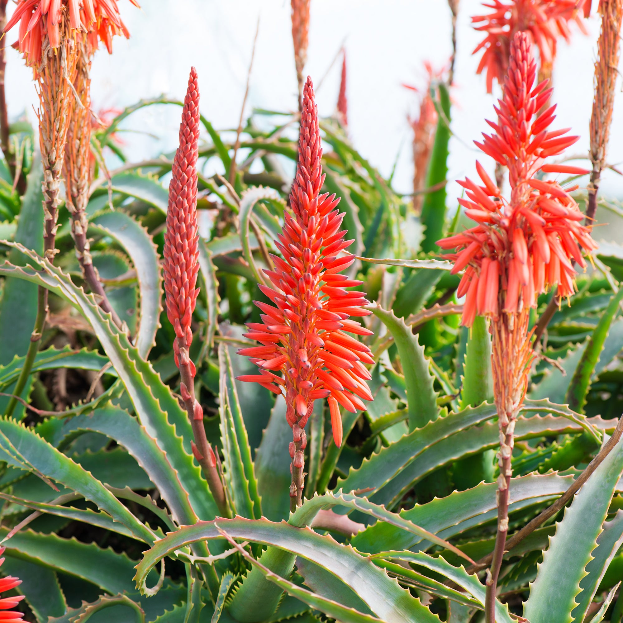 Bakker Aloès arborescent plante d'intérieur pot Ø 11 cm fleur rouge