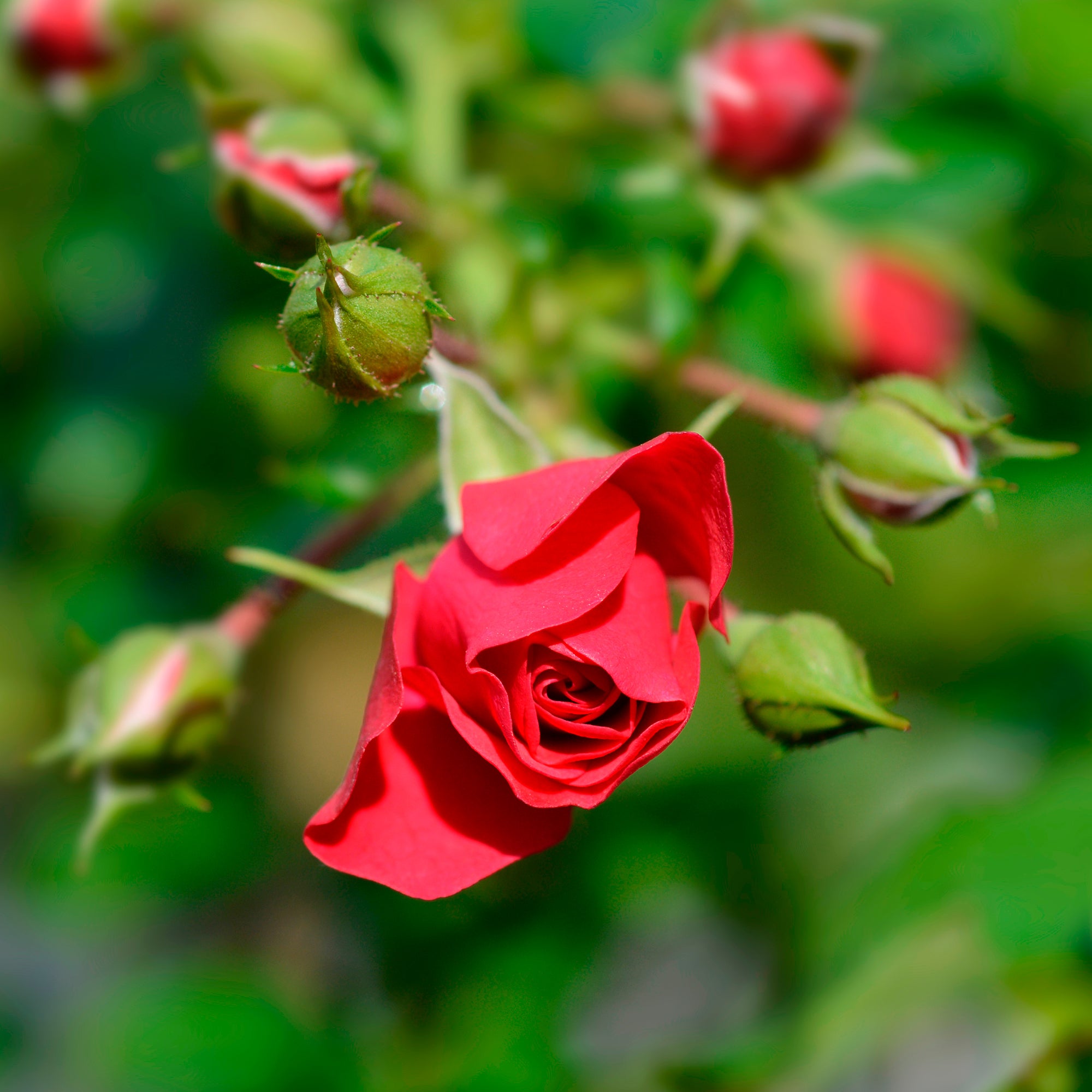 Bakker Rosier Toscana rose rouge parfumé pot 3L