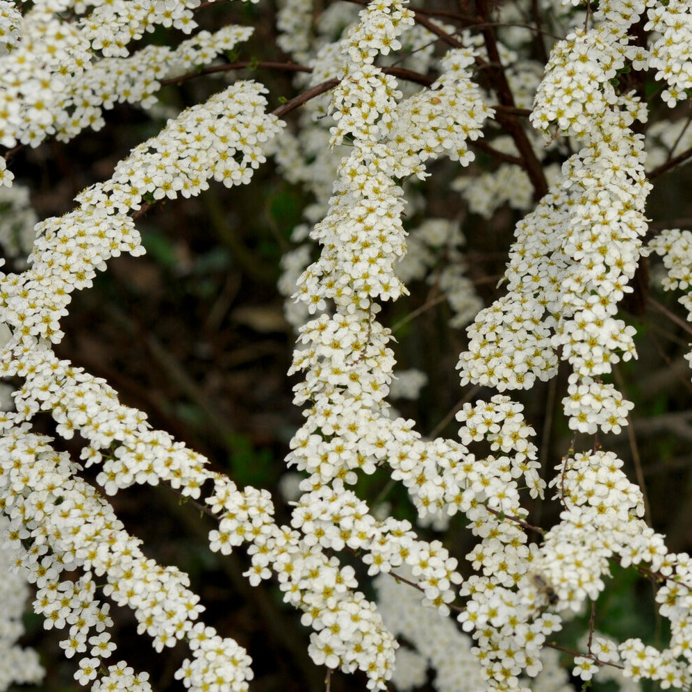Bakker Spiraea dentelée arbuste fleurs blanches 20-30cm