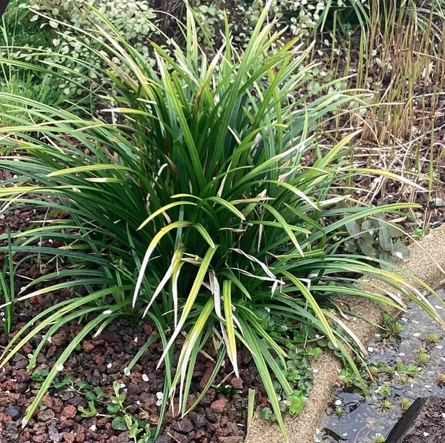 Passion Vivaces Carex Irish Green plante godet feuillage vert