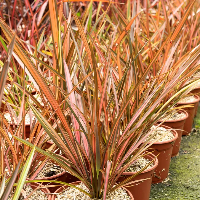 Bakker Phormium Flamingo lin pot 9cm rose saumon